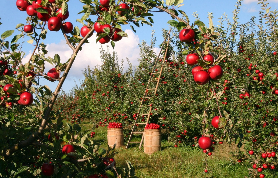 Il vivaismo frutticolo italiano: i programmi di certificazione volontaria per affrontare le sfide del terzo millennio